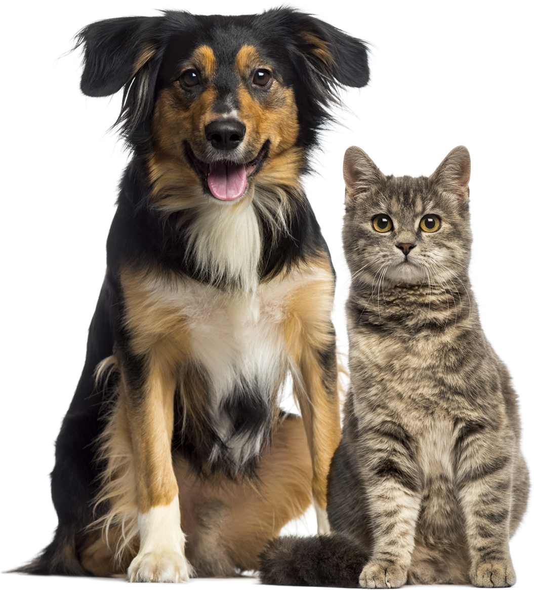 Dog and Cat seated